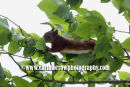 Red Squirrel